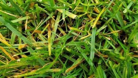 How To Stop Grass From Turning Yellow From Dog Pee