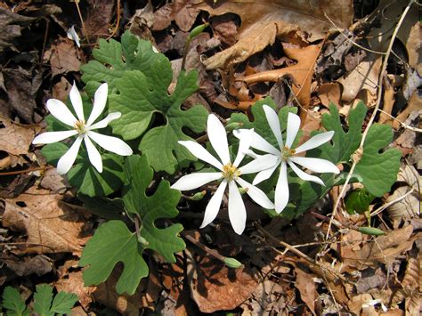 Plant Rant Bloodroot Bloom Times And Peep Shows The Green Farmacy