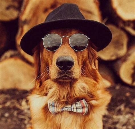 10 Dogs That Will Be Totally Rocking Their Sunglasses This Summer