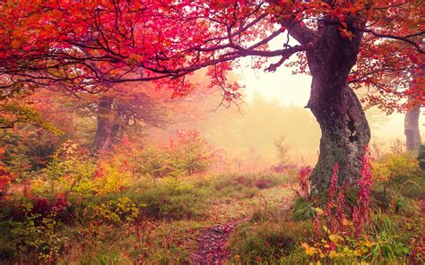 Background Autumn Forest 2880x1800 Download Hd Wallpaper Wallpapertip