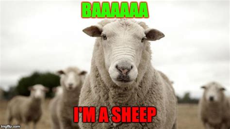 Sheep Memes And S Imgflip