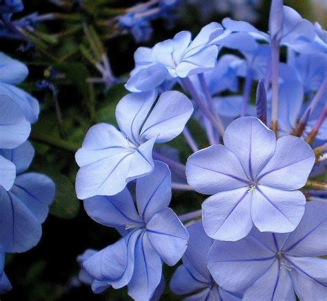 Periwinkle Blue Blu Pervinca Periwinkle Flowers Periwinkle Blue