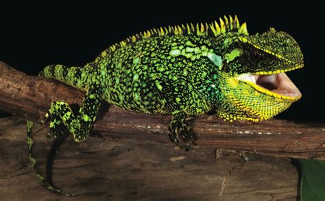 Here Be Dragons 3 Spiky Lizard Species Found In Andes Live Science