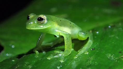 Emerald Glass Frog Youtube