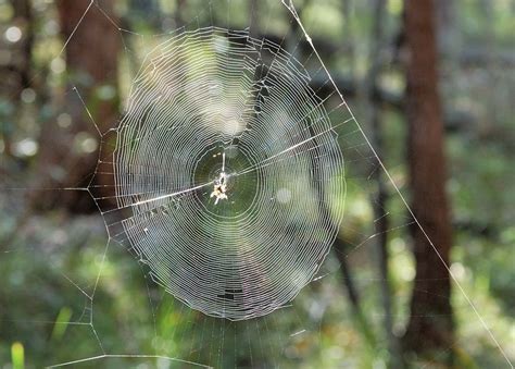 How Spider Builds Its Web