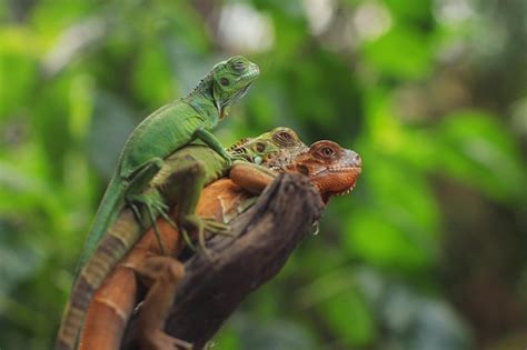 Premium Photo Iguana Is A Genus Of Herbivorous Lizards Native To Tropical Areas Of Mexico
