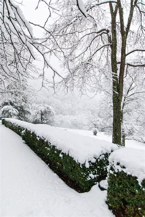 Hedge In A Snow Covered Park In Cloudy Weather Stock Image Image Of