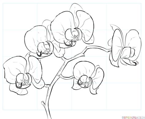 Https://tommynaija.com/draw/how To Draw A Orchid Flower