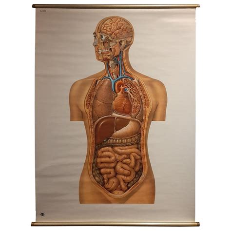 Vintage Anatomy Wall Chart Of The Upper Body Circa 19