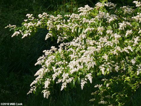 We did not find results for: Chinese Privet (Ligustrum sinense)