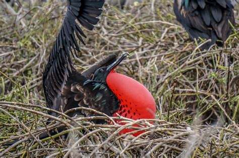 Male Frigate Bird With Red Pouch Baloon In North Seymour Ecuador And