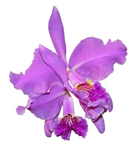 Orchid Flower Orquidea Png Clip Art Library