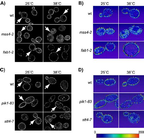 Localization Of Slm Is Dependent On Ptdins P Synthesis The