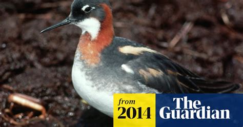 Arctic Warming Upsetting Birds Breeding Calendar Study Warns Birds