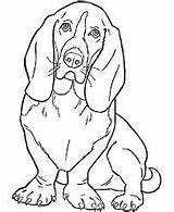 Coloring Basset Hound Dog Volwassenen Kleurplaat Face sketch template