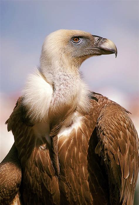 Griffon Vulture Gyps Fulvus Photograph By Photostock Israel Fine