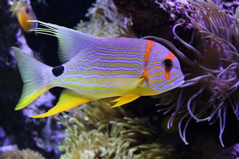 Colorful Fish Under The Sea