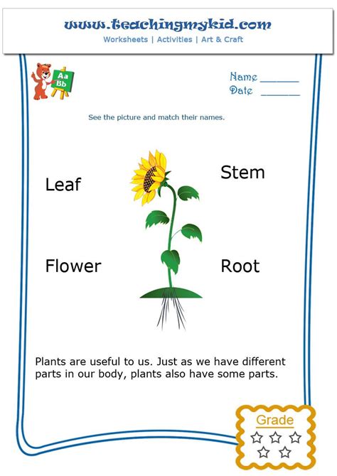 Both of these work collectively to fertilize the plant so it can produce. Parts of a Plant | Kindergarten worksheets, Kindergarten ...