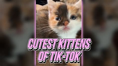 Tik Tok Cats Compilation Cutest Kittens Of Tik Tok 😻 Youtube