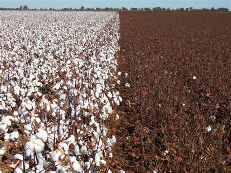 Focus In On This Photo Comparison Of Unsprayed Conventional Cotton