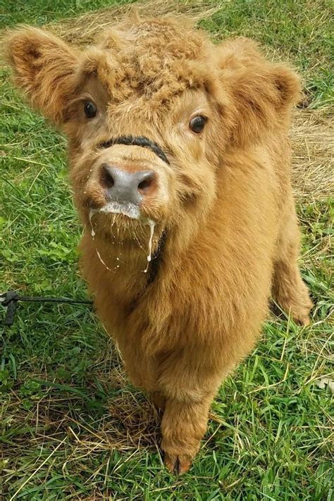Pin On Cute Animals Highland Coos