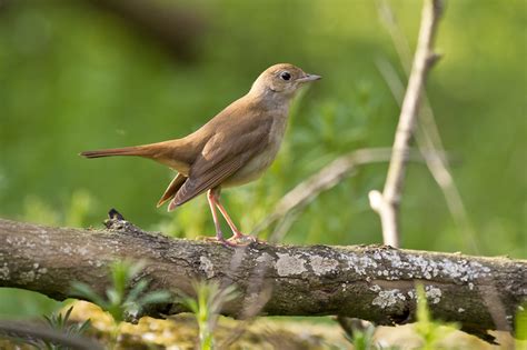 The Common Nightingale Luscinia M Megarhynchos Is A Palearctic African