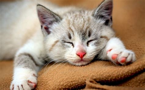 Cute Kittens Will Warm Your Heart Paws Planet
