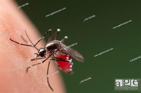 Female Of The Asian Tiger Mosquito Aedes Albopictus Biting On Human