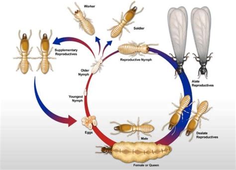 Imago imago adala fase dewasa yang ditandai dengan perkembangan baik seluruh organ tubuh dan alat reproduksi yang sudah matang. Pengertian Metamorfosis Tidak Sempurna : Ciri, Tahapan dan ...