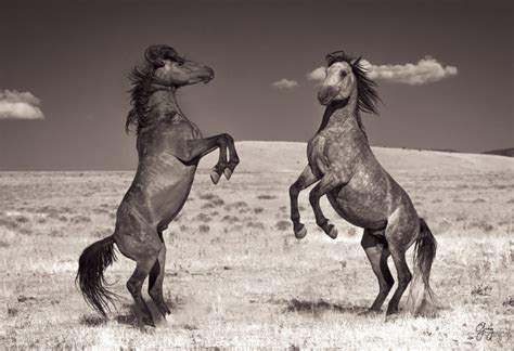 Wild Horses Fighting Onaqui Herd Photography Of Wild Horses