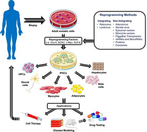 Non Integrating Methods To Produce Induced Pluripotent Stem Cells For Regenerative Medicine An
