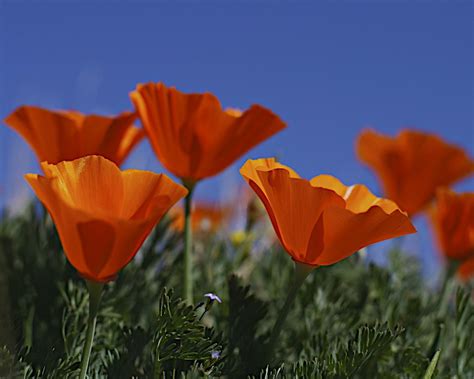 Maybe you would like to learn more about one of these? Day 138, California Poppies, Antelope Valley California ...