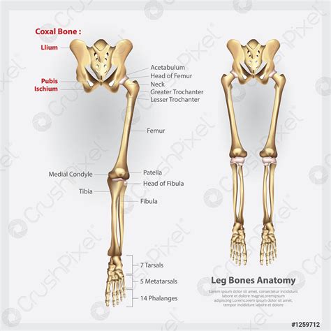 Anatomía Humana Pierna Huesos Vector Ilustración Vector De Stock