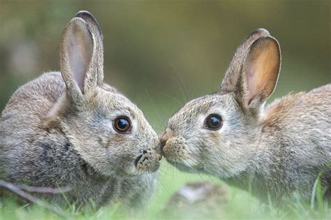 A Rabbits Kiss Animals Kissing Cute Animals Animals