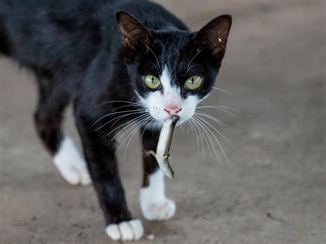 Cats Kill Two Million Australian Reptiles Every Day Pushing Species To