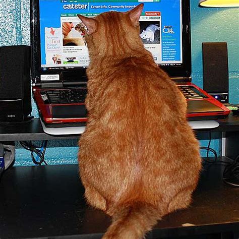 You Sent Us Photos Of Cat Butts — We Expose Some Of The Best Catster
