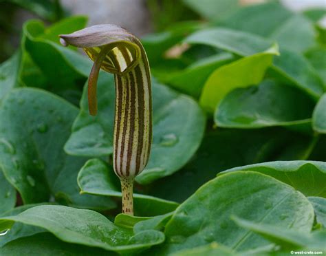 Sterile part of spadix cylindrical, thin. Arisarum vulgare - Friar's cowl