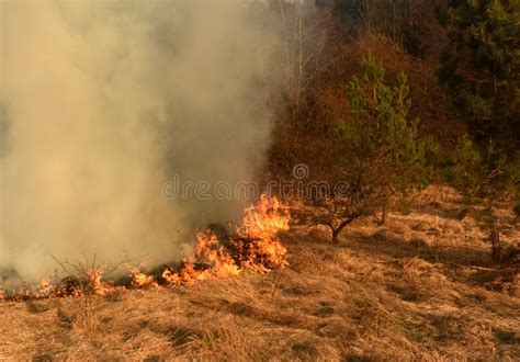 Wildfire Forest Fire Burning Forest Stock Photo Image Of Industrial