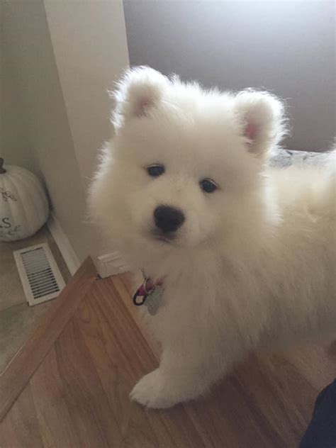 Find the perfect samoyed puppies from all over the world! Samoyed, Amazing AKC registered Samoyed puppies for sale ...