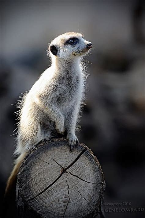 1021 Best Meerkats Make Me Smile Images On Pinterest Funny Animals