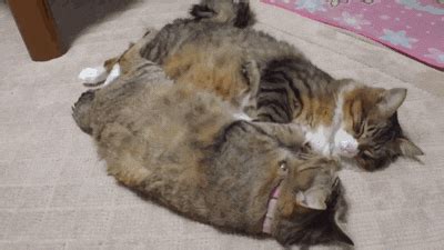 Waking Up Cat GIF By Cheezburger Find Share On GIPHY