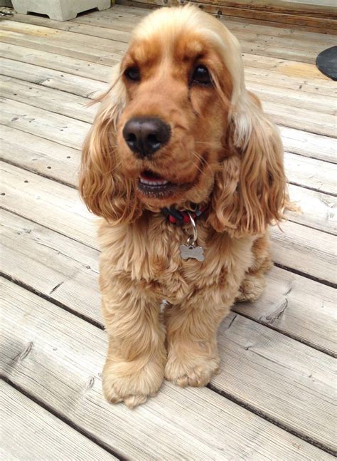 Basic video in spanish, teaching how to clean the dog's ears.this is the first cocker i have to clean the ears by myself, but i always take her to the vet ev. Visit our site for even more info on "cocker spaniels". It ...