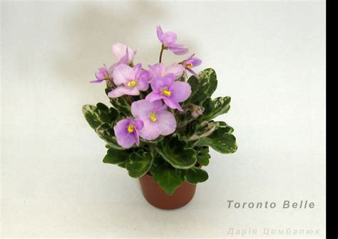 Toronto Belle African Violets Tropical Africa Flowers Bouquet