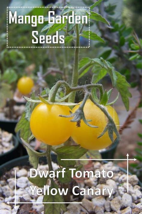 Dwarf Yellow Canary Tomato Seeds 5 Seed Pot Friendly Tanam Pasu