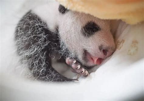 Süße Babys Wie Man Sich Um Neugeborene Pandas Kümmert Neueste