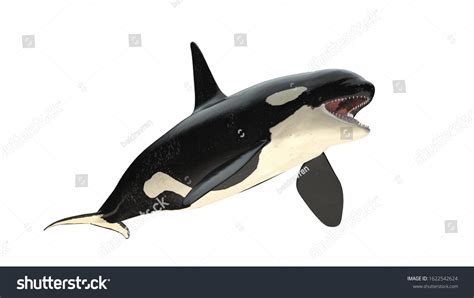 Isolated Killer Whale Orca Open Mouth Ilustrações Stock 1622542624