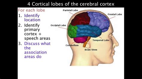 4 Lobes Of The Cerebral Cortex VCE Psychology YouTube