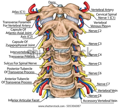 Cervical Spine Both Vertebral Arteries Transverse Stok İllüstrasyon
