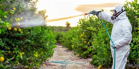 EPA Reverse Approval Of Highly Toxic Insecticide Aldicarb On Oranges