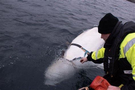 Russian Spy Beluga Whale Spotted In Swedish Waters